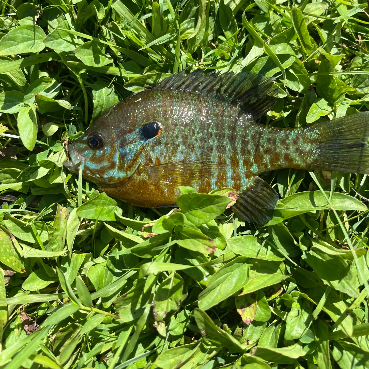 Greengill hybrid caught on Fishbrain