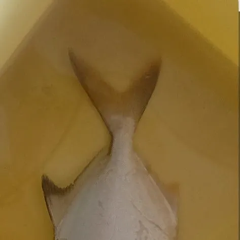 The most recent Florida pompano catches on Fishbrain