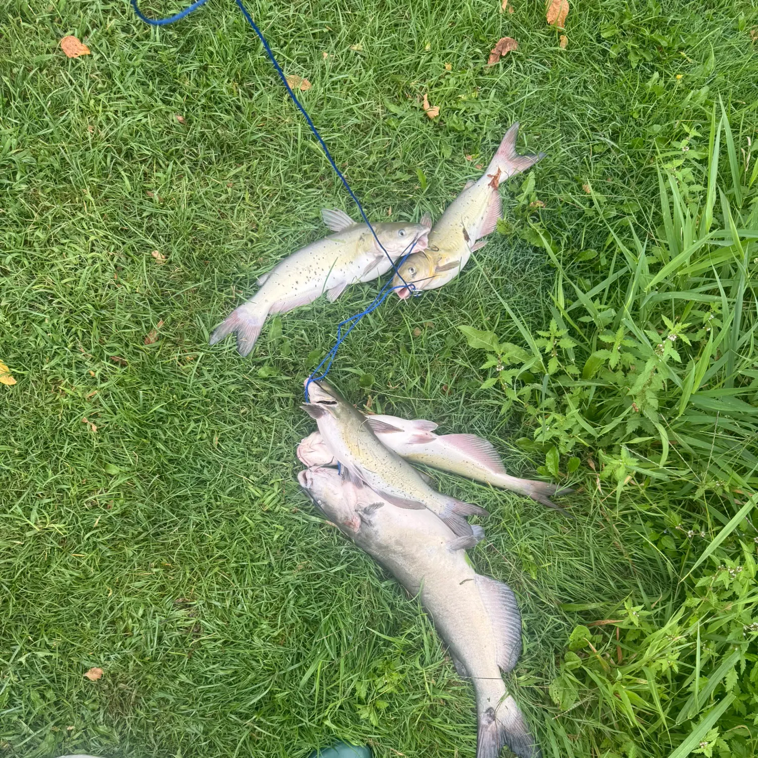 Channel catfish caught on Fishbrain
