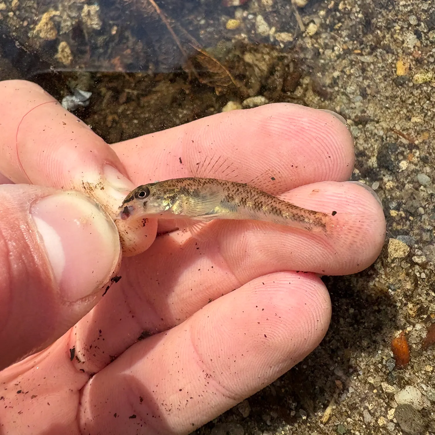 The most recent Northern tessellated darter catches on Fishbrain