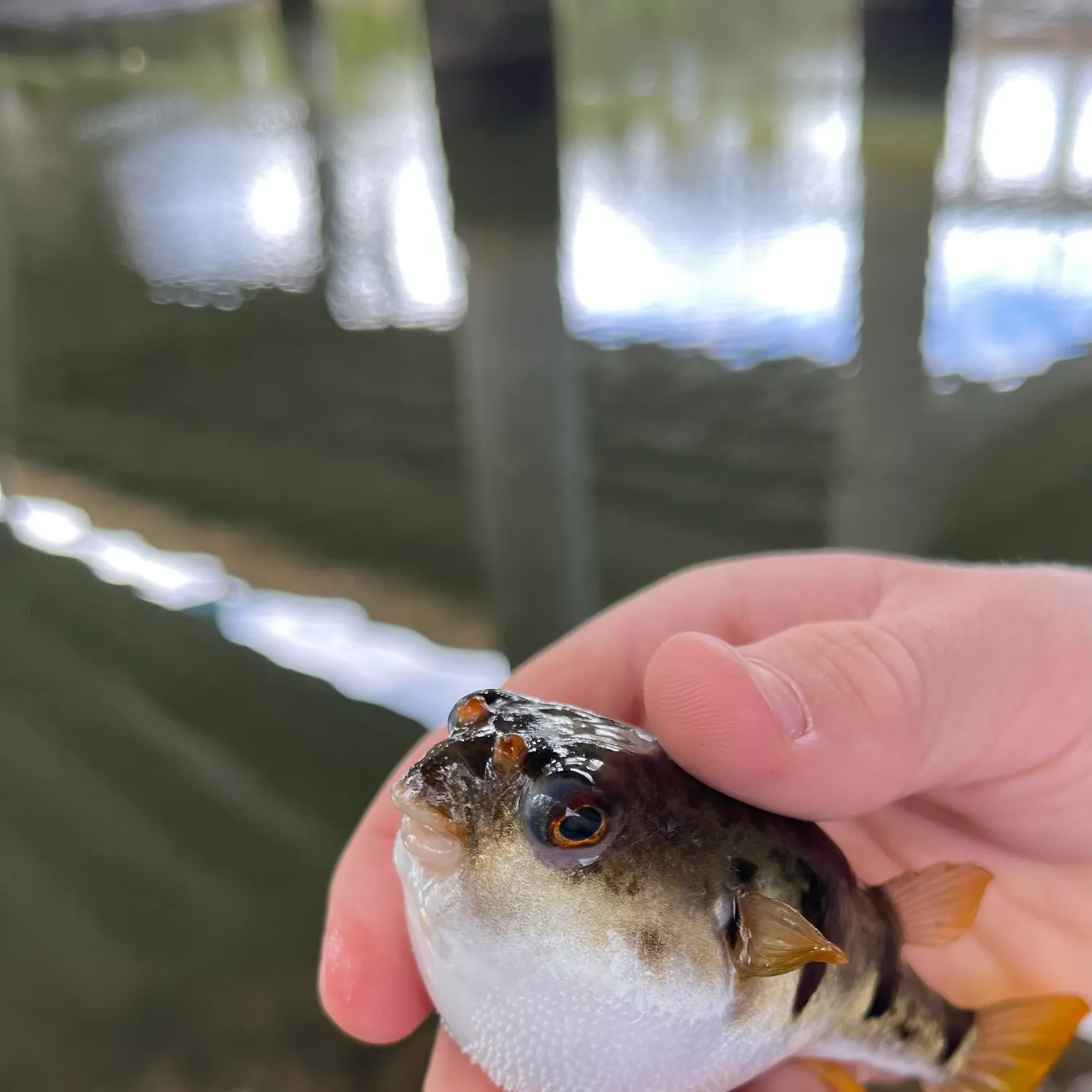 The most recent Common toadfish catches on Fishbrain