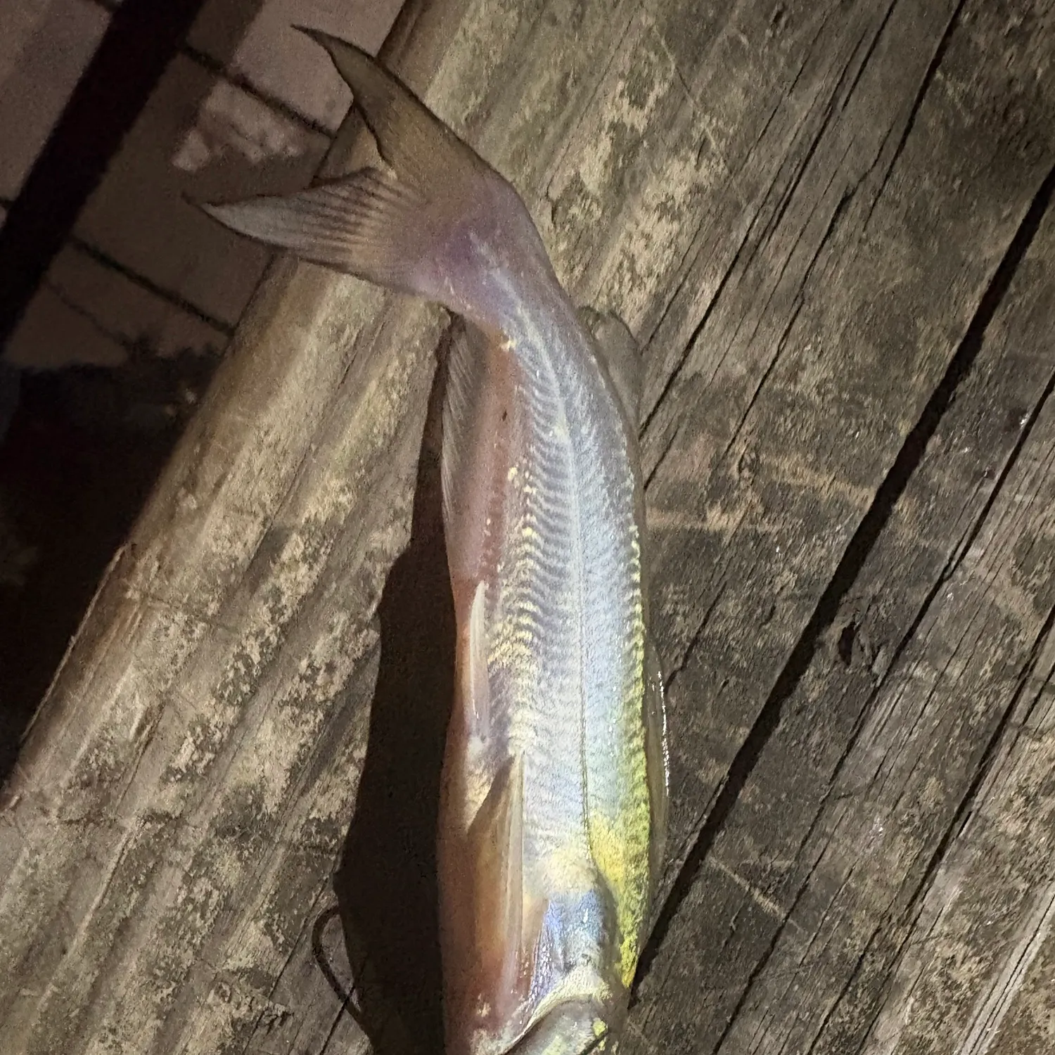 Channel catfish caught on Fishbrain