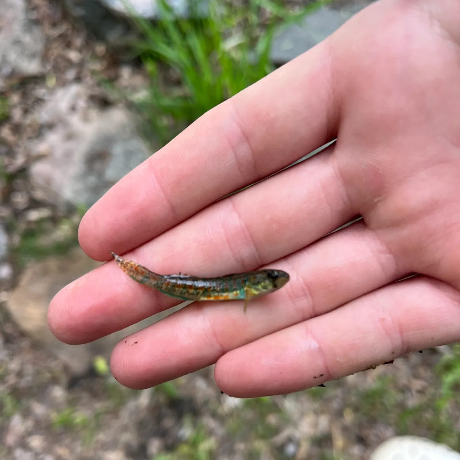 The most recent Iowa darter catches on Fishbrain