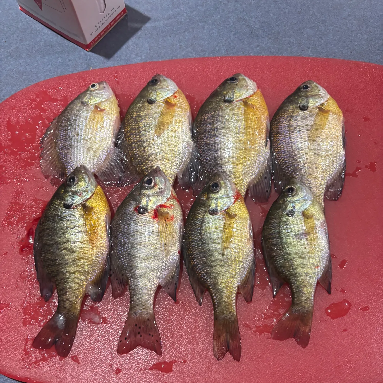 recently logged catches