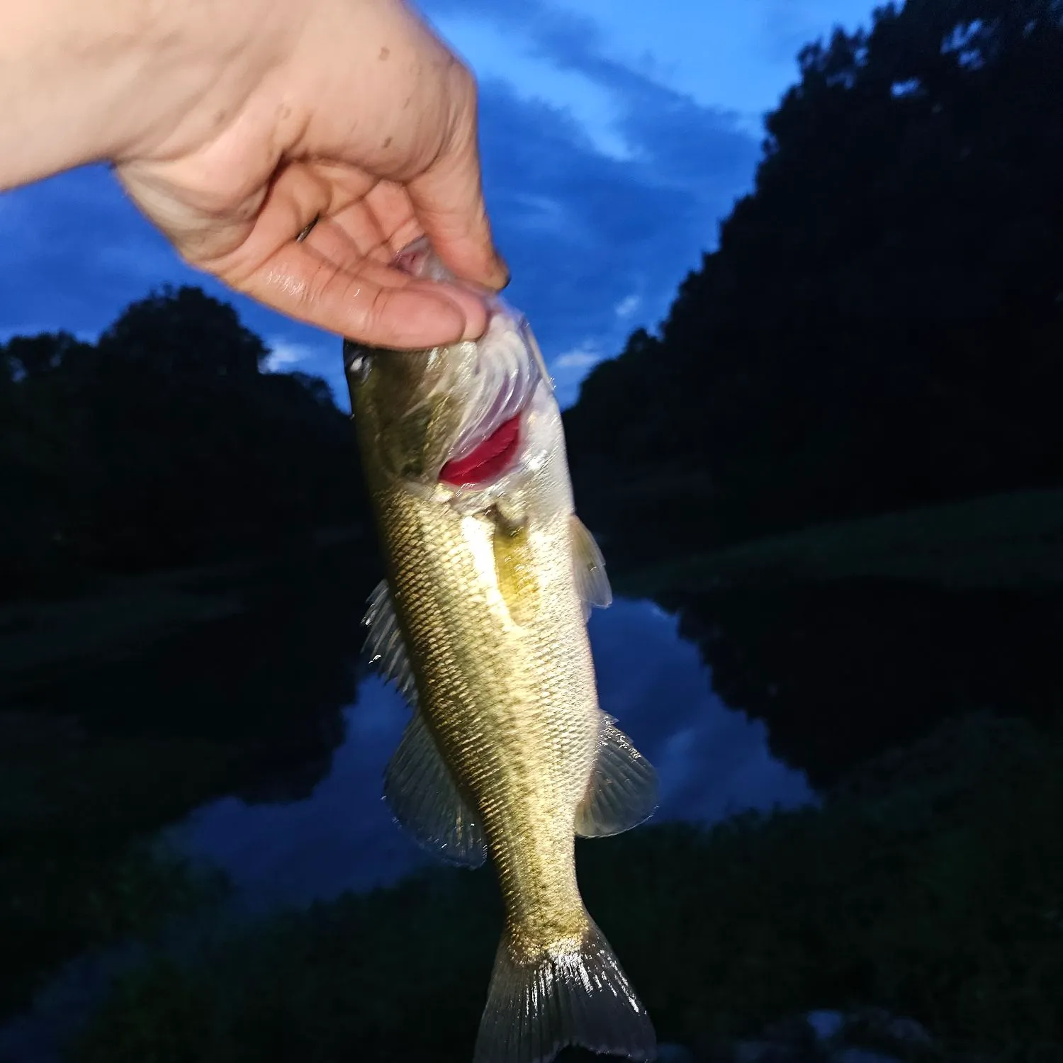 Largemouth bass caught on Fishbrain