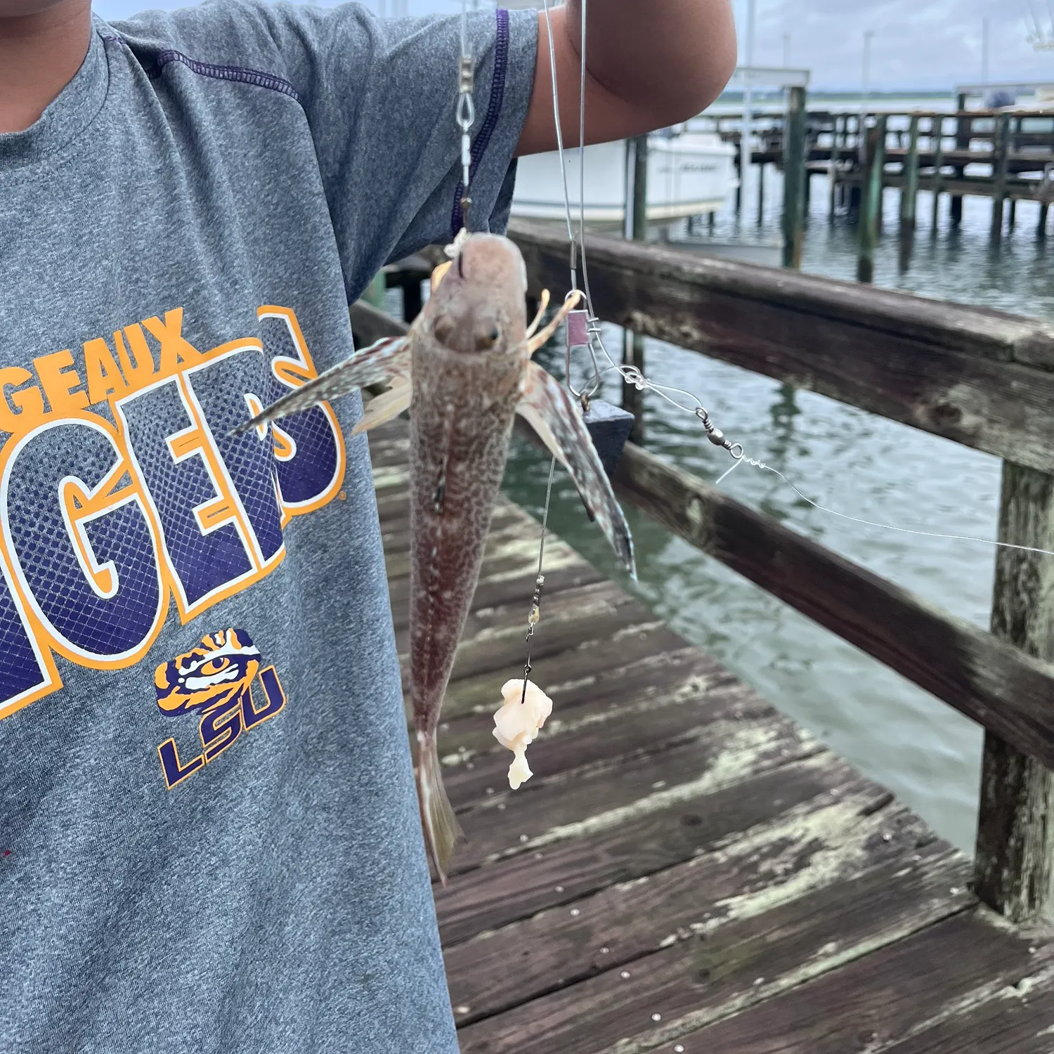 The most recent Lumptail searobin catches on Fishbrain