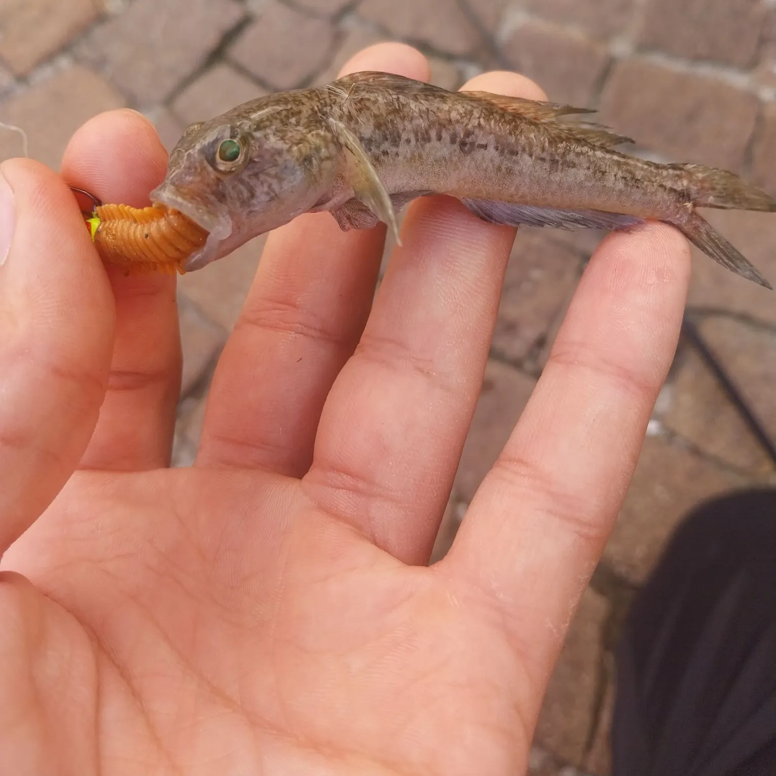 The most recent Black goby catches on Fishbrain