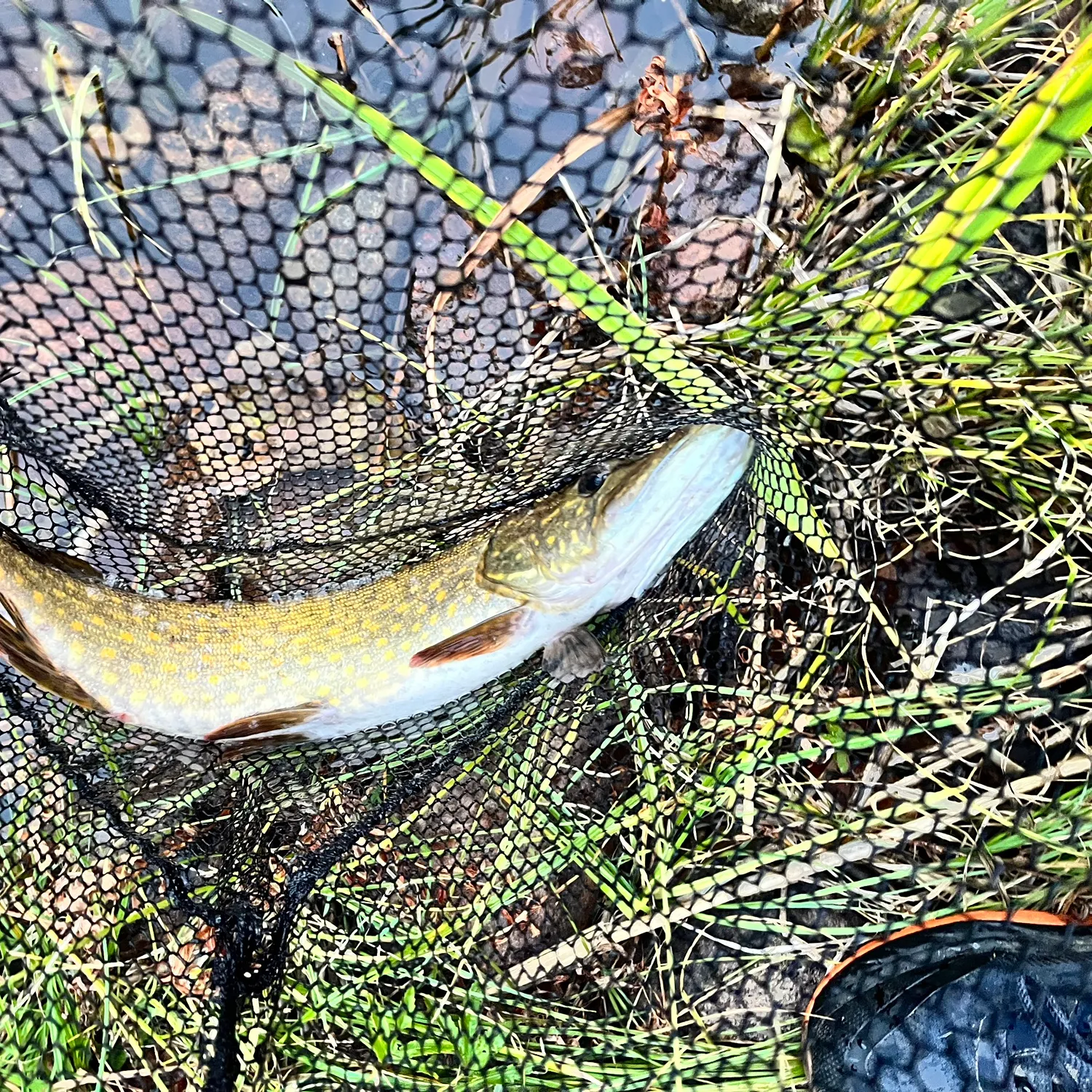 Northern pike caught on Fishbrain