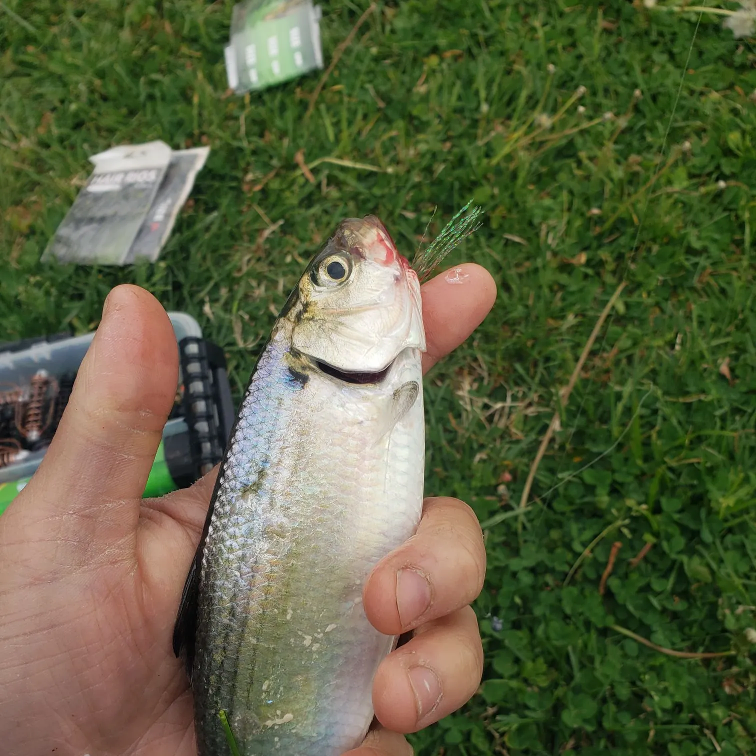 The most recent Blueback shad catches on Fishbrain