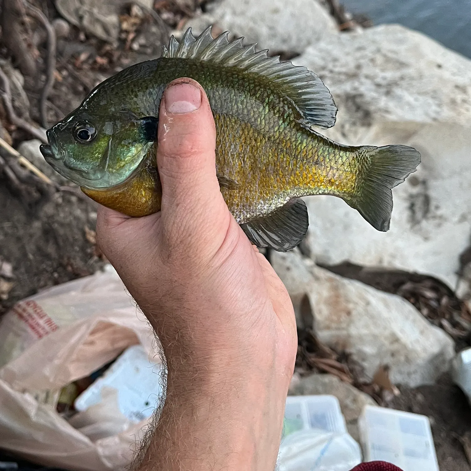 Bluegill caught on Fishbrain