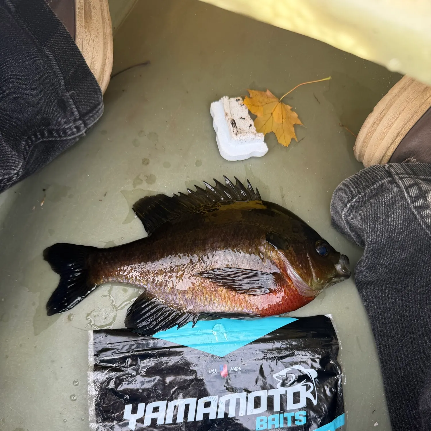 Bluegill caught on Fishbrain