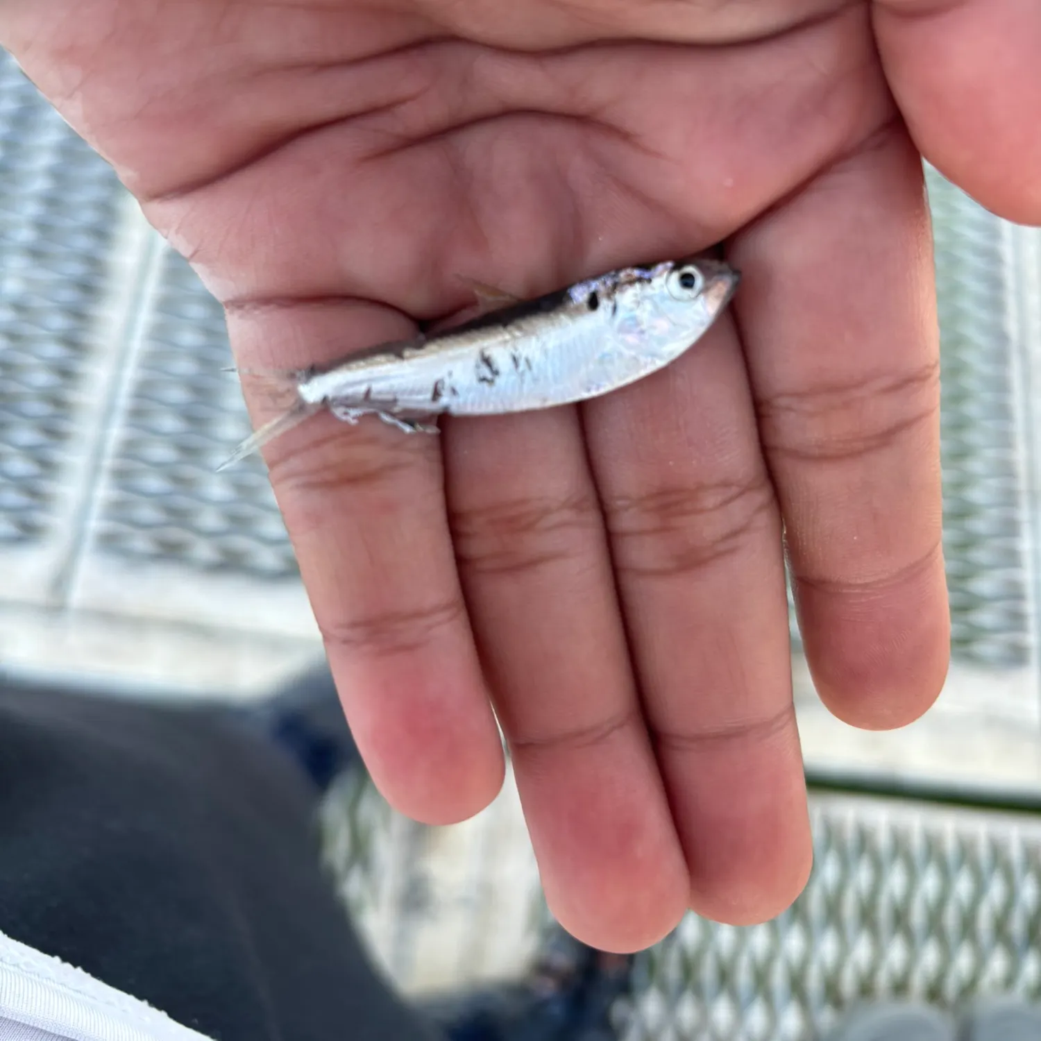 The most recent Threadfin shad catches on Fishbrain