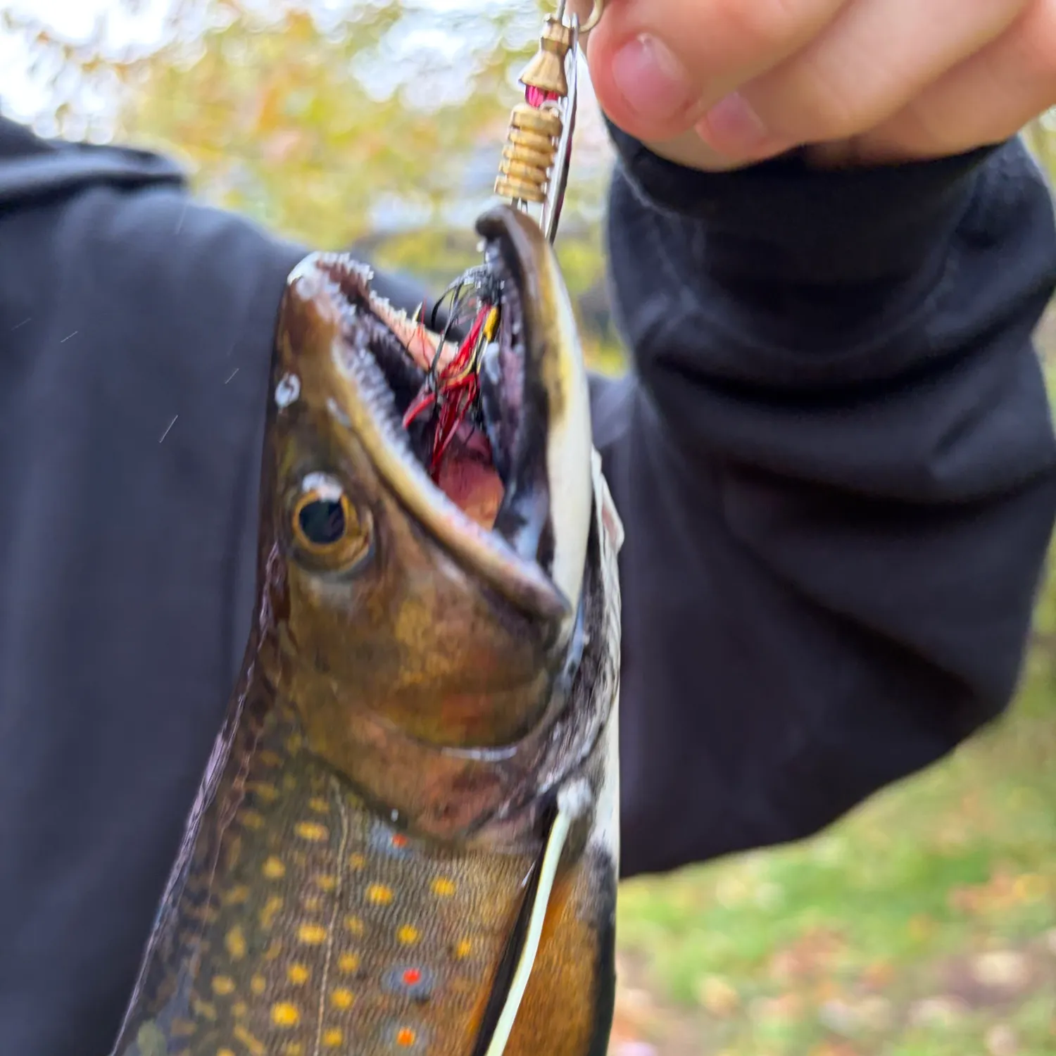 Brook trout caught on Fishbrain