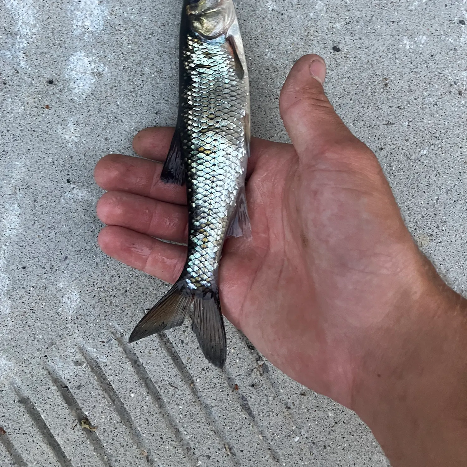 Fallfish caught on Fishbrain
