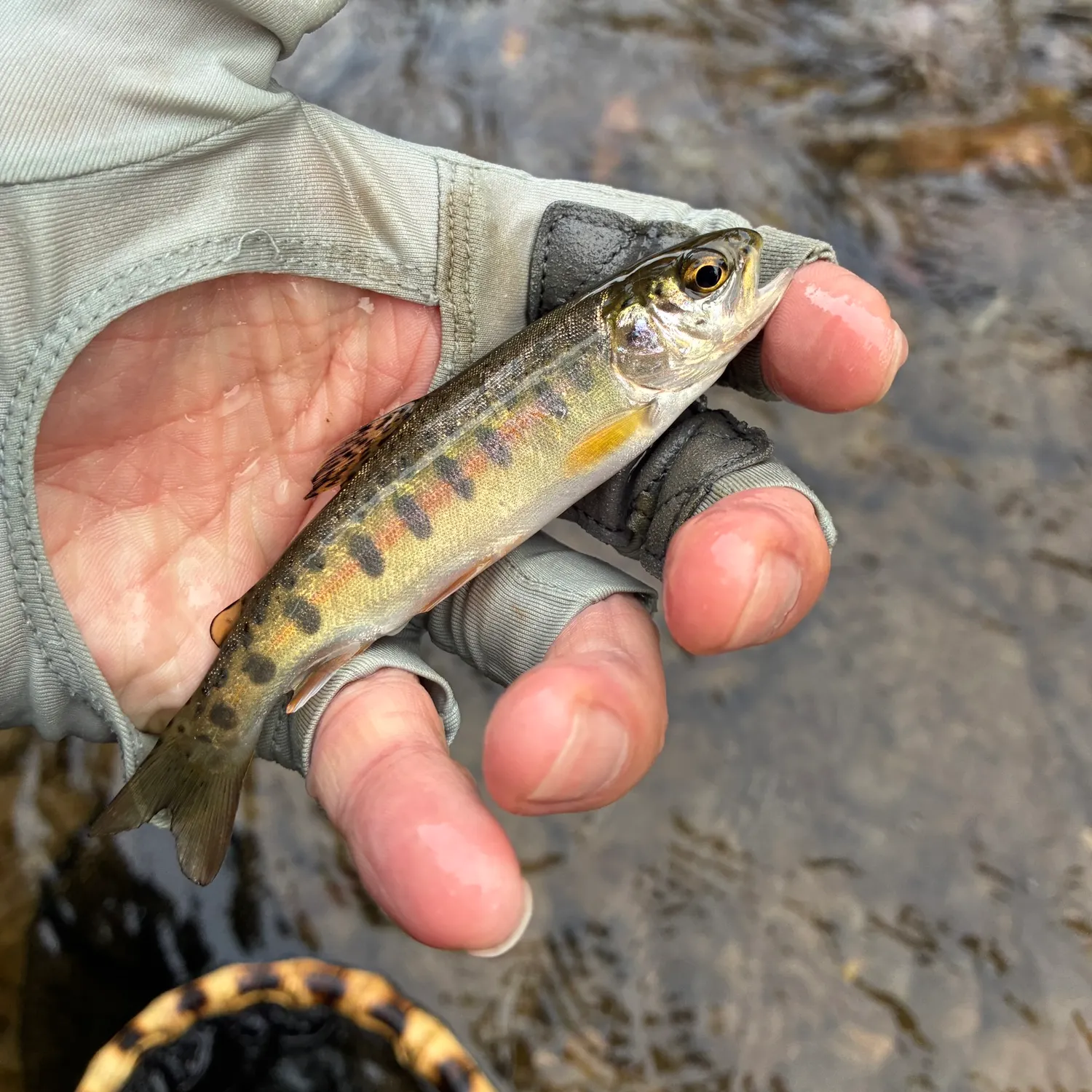 Brown trout caught on Fishbrain