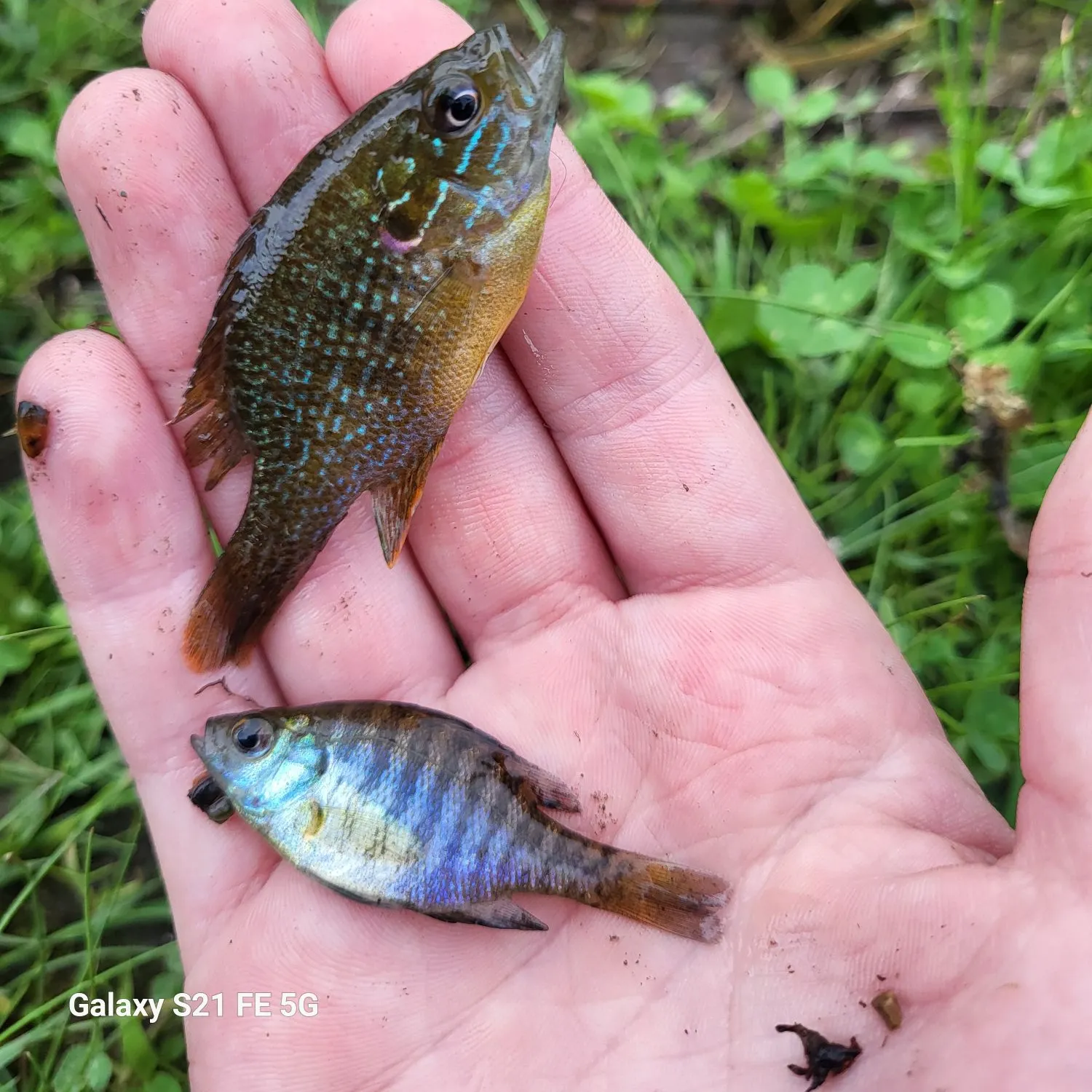 Bluegill caught on Fishbrain