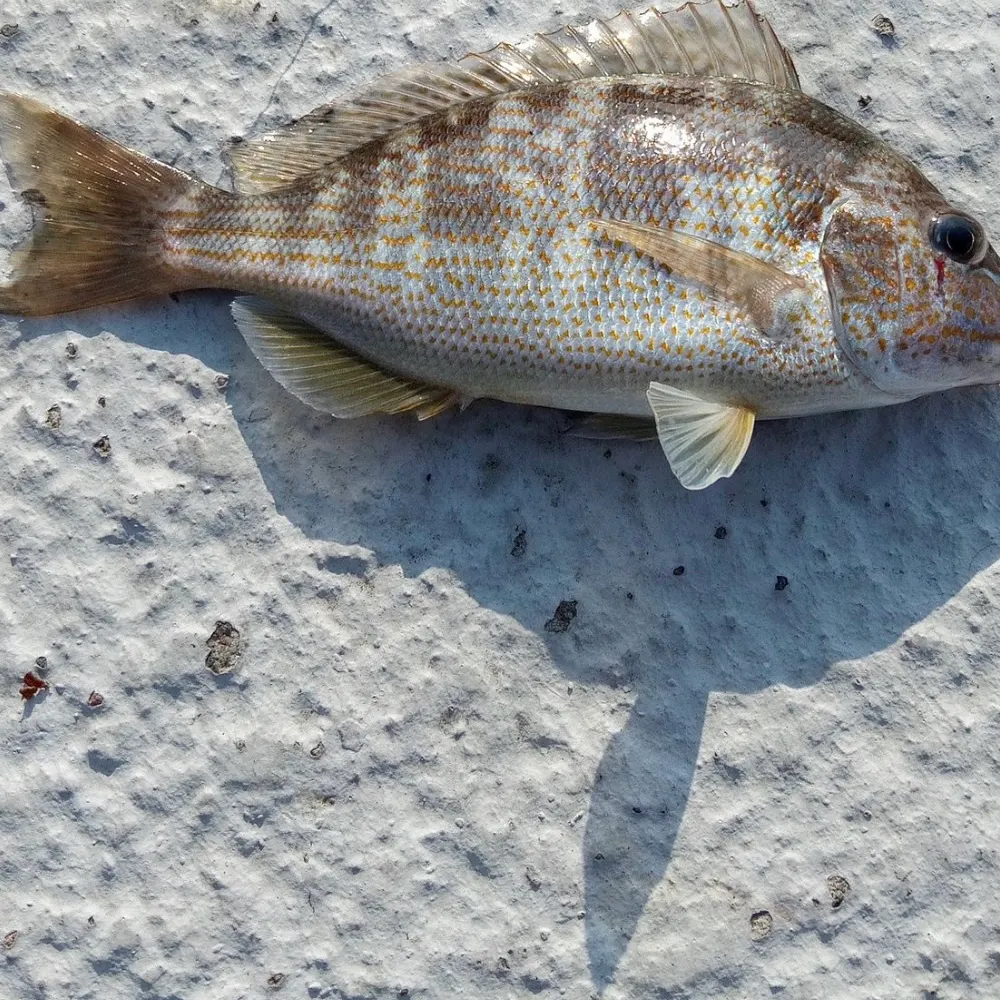 The most recent Pigfish catches on Fishbrain