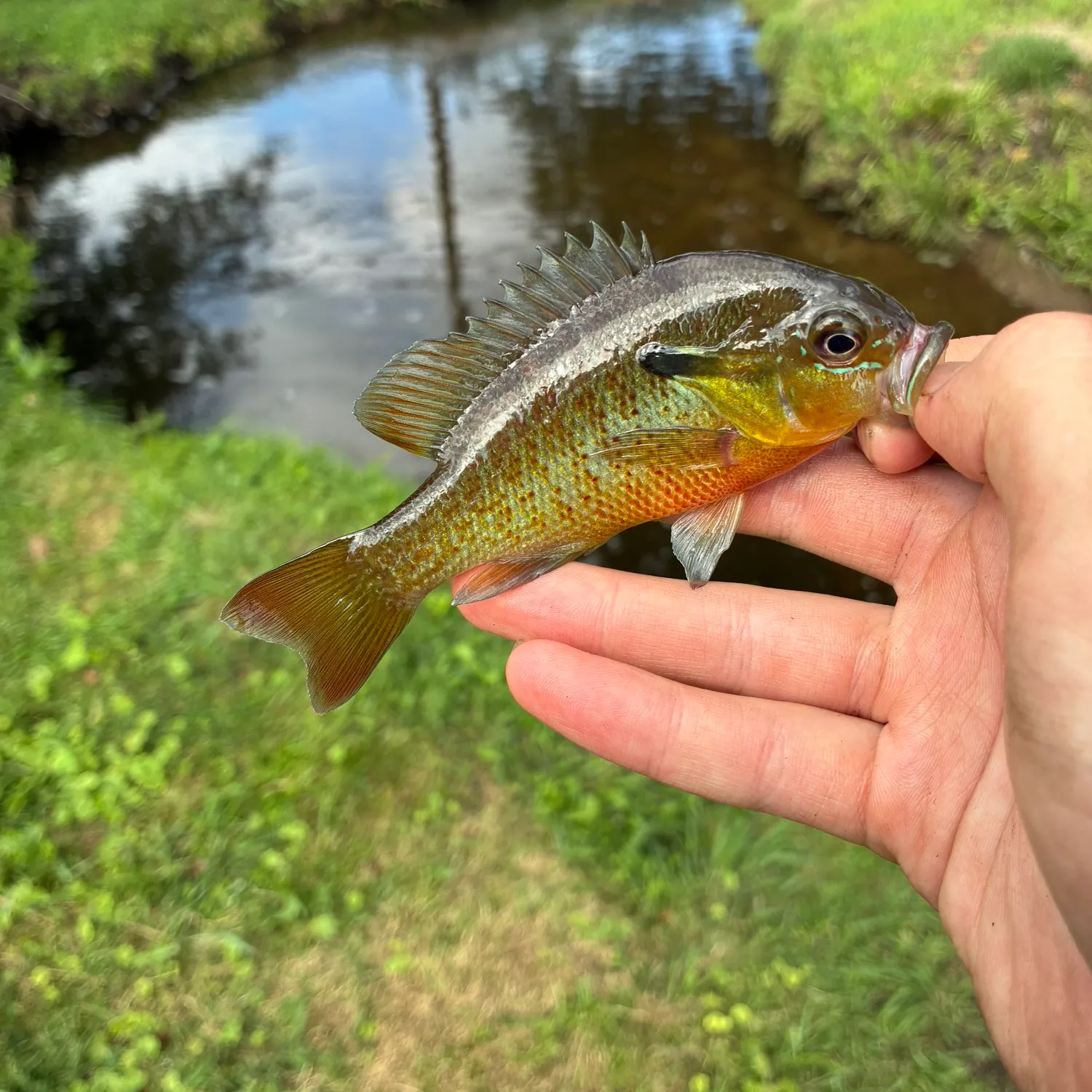 Redbreast sunfish caught on Fishbrain
