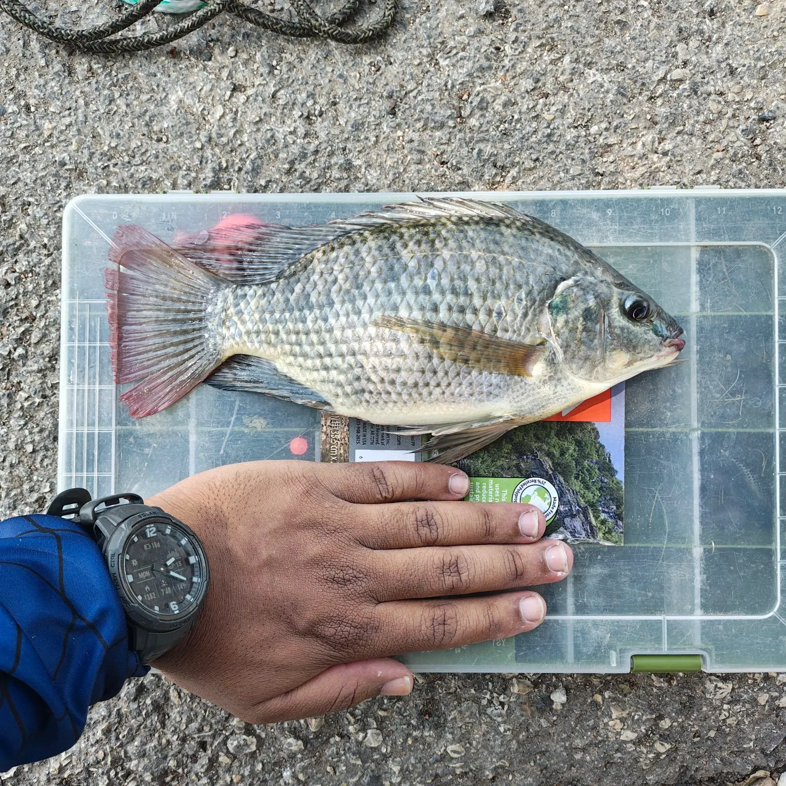 recently logged catches