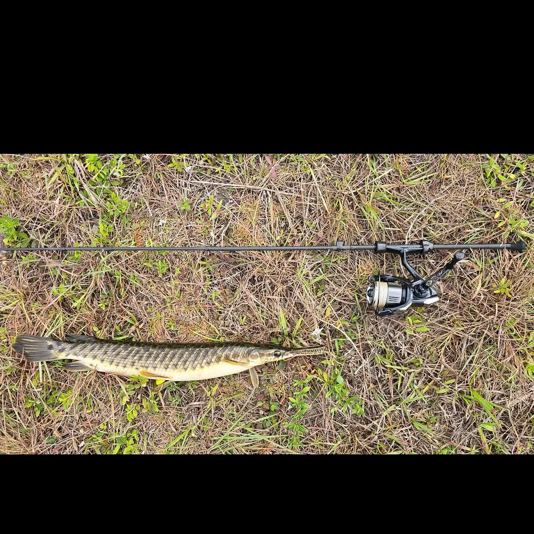 The most recent Florida gar catches on Fishbrain