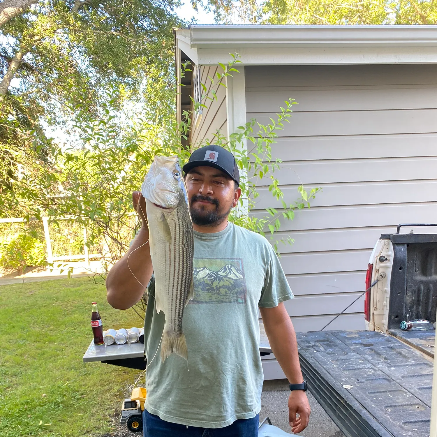 Striped bass caught on Fishbrain