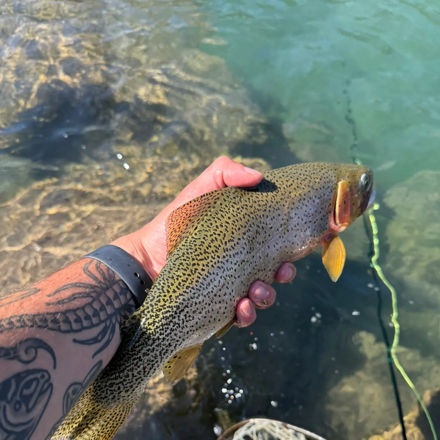 recently logged catches