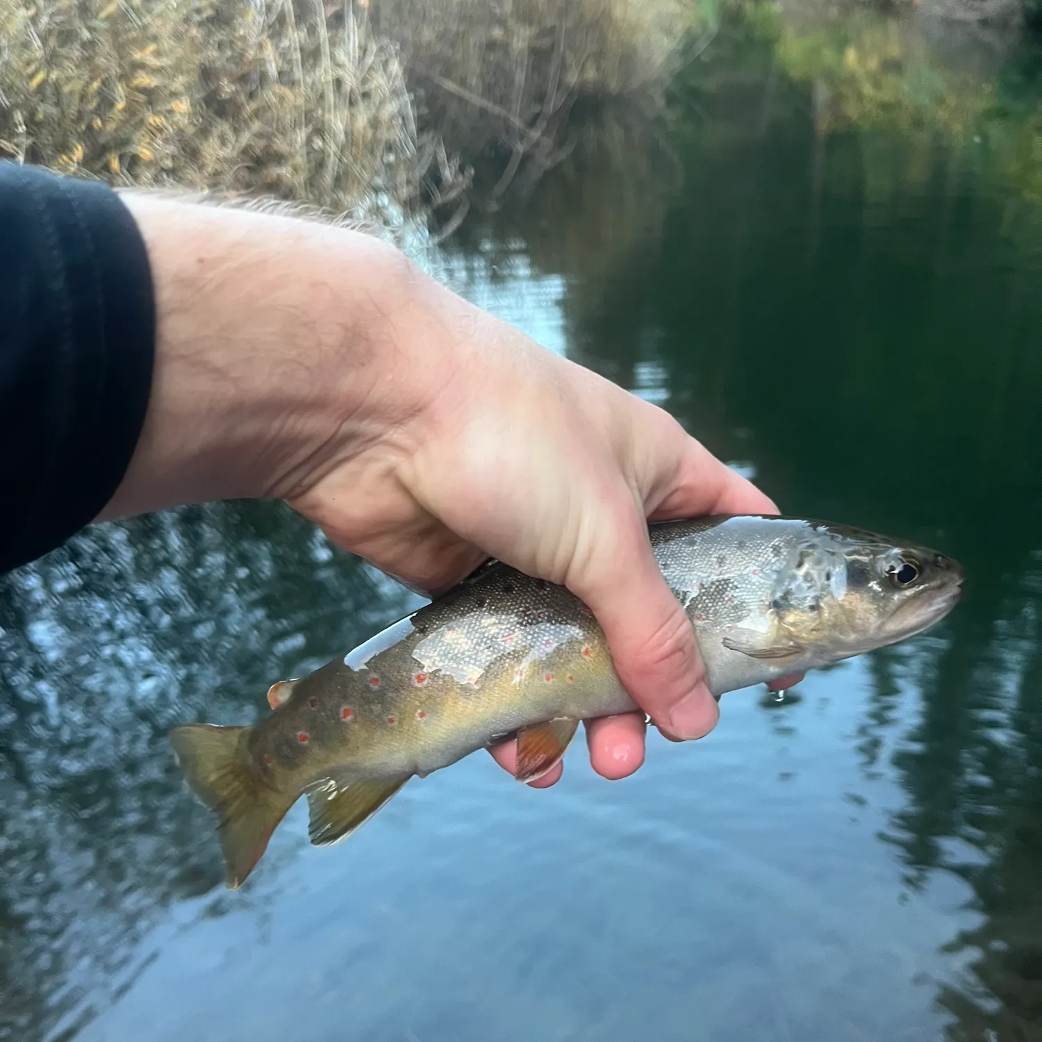 Brown trout caught on Fishbrain