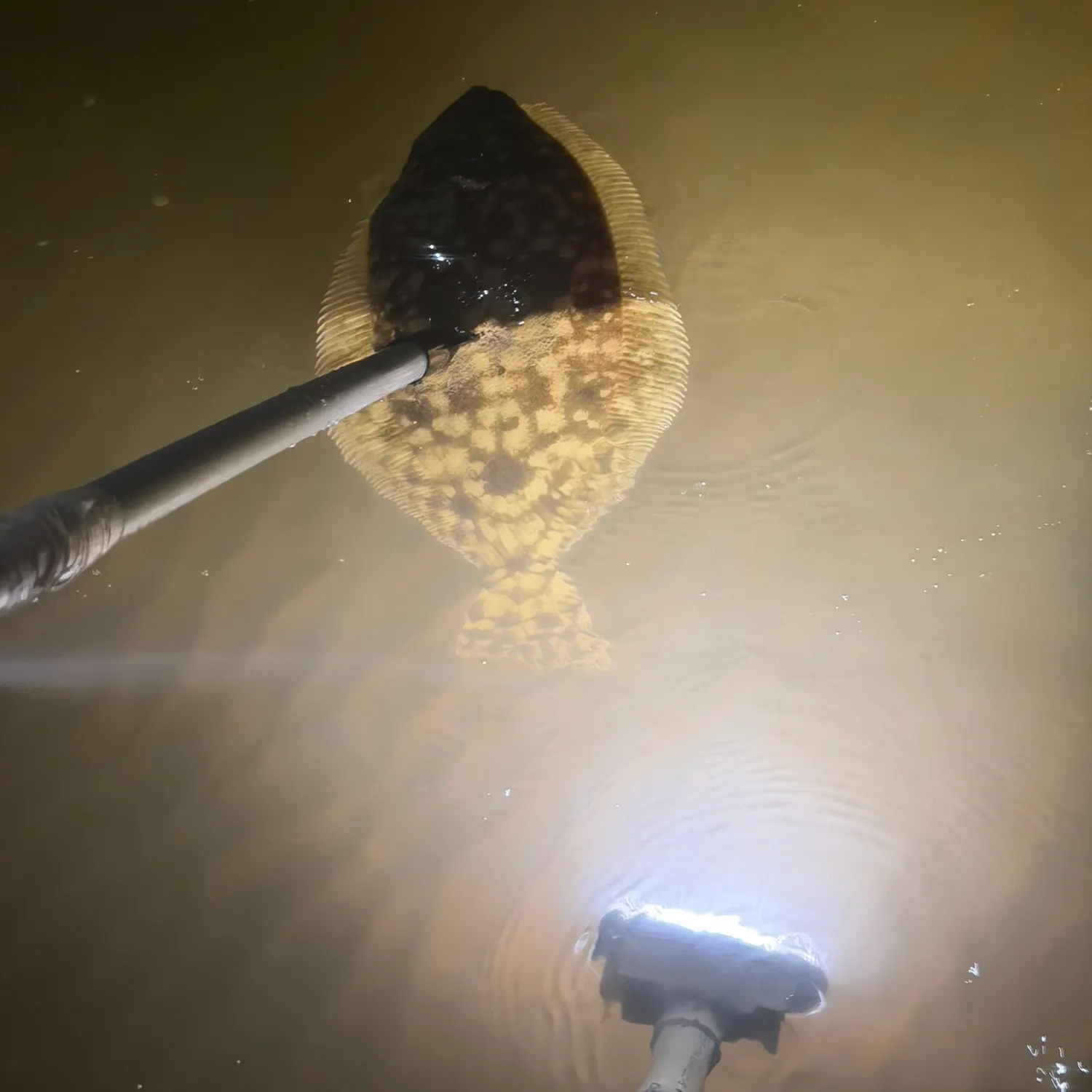 Southern flounder caught on Fishbrain