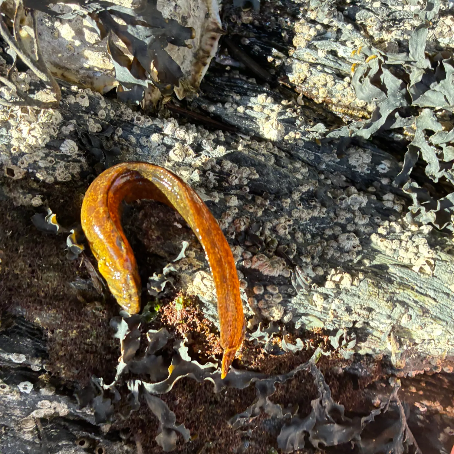 The most recent Crescent gunnel catches on Fishbrain