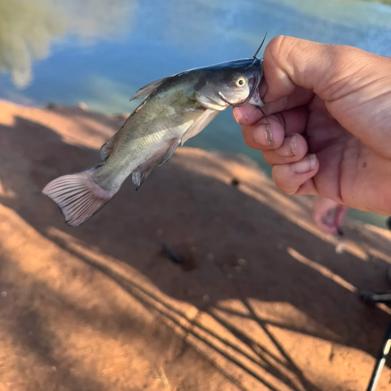 Black bullhead caught on Fishbrain