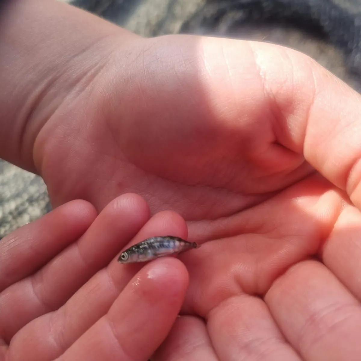 The most recent Three-spined stickleback catches on Fishbrain