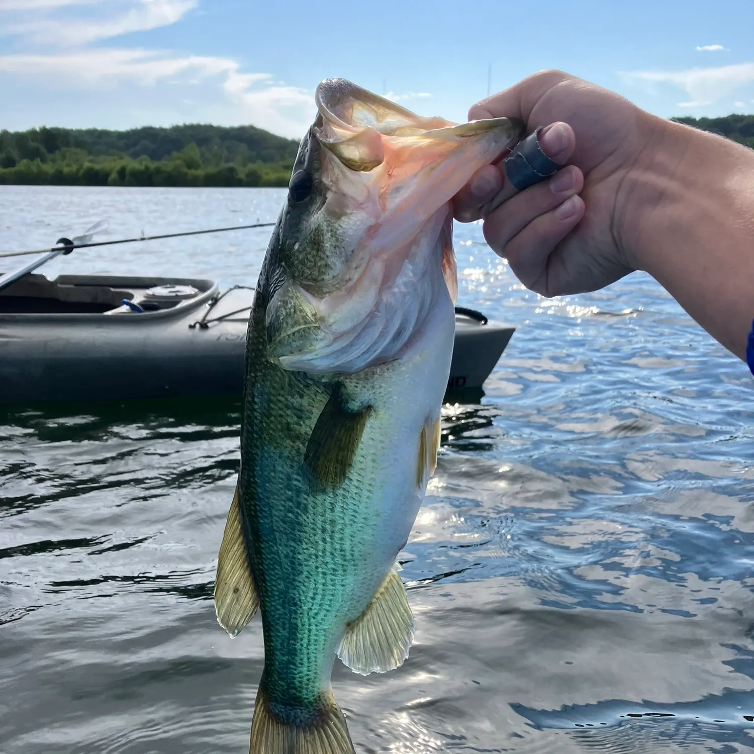 Largemouth bass caught on Fishbrain