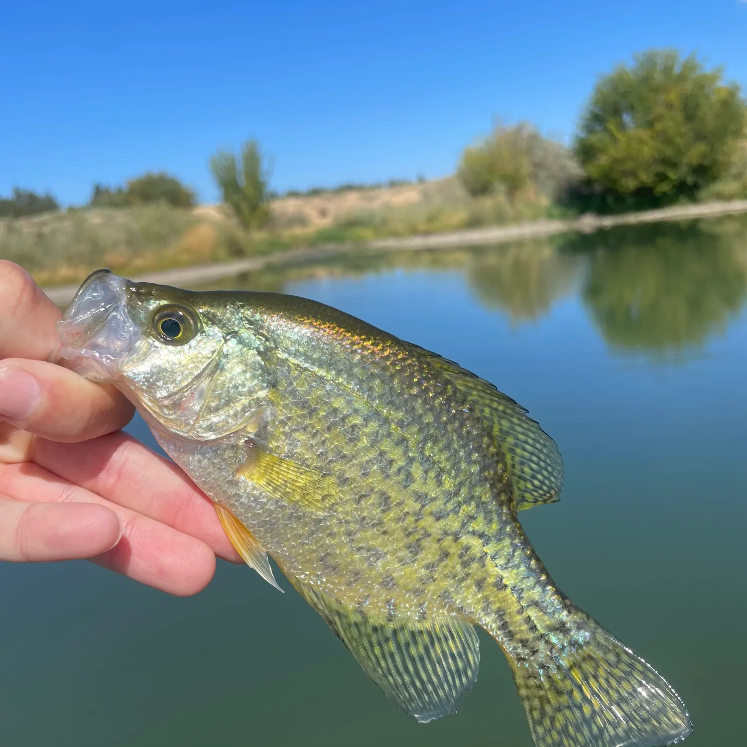 Black crappie caught on Fishbrain