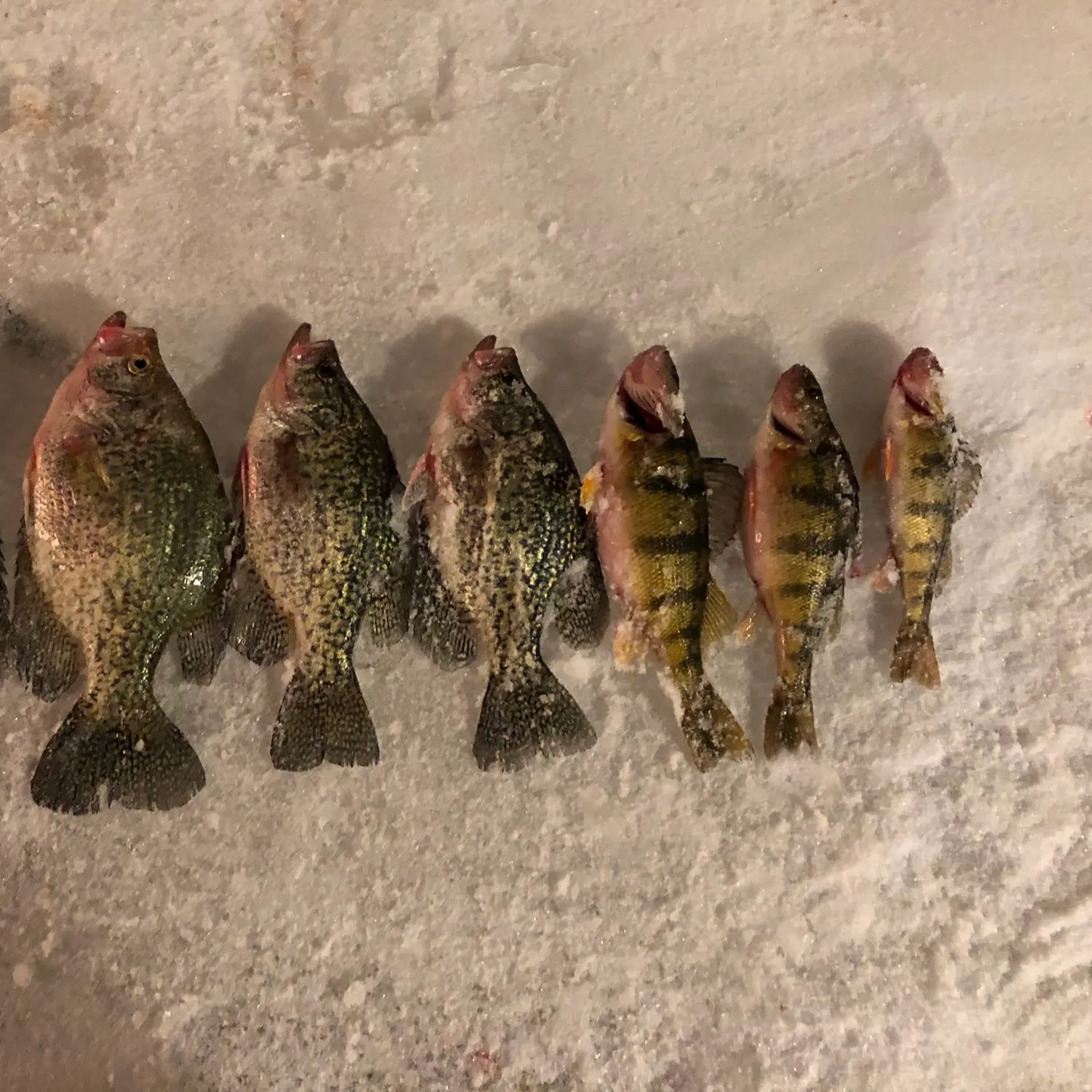 recently logged catches