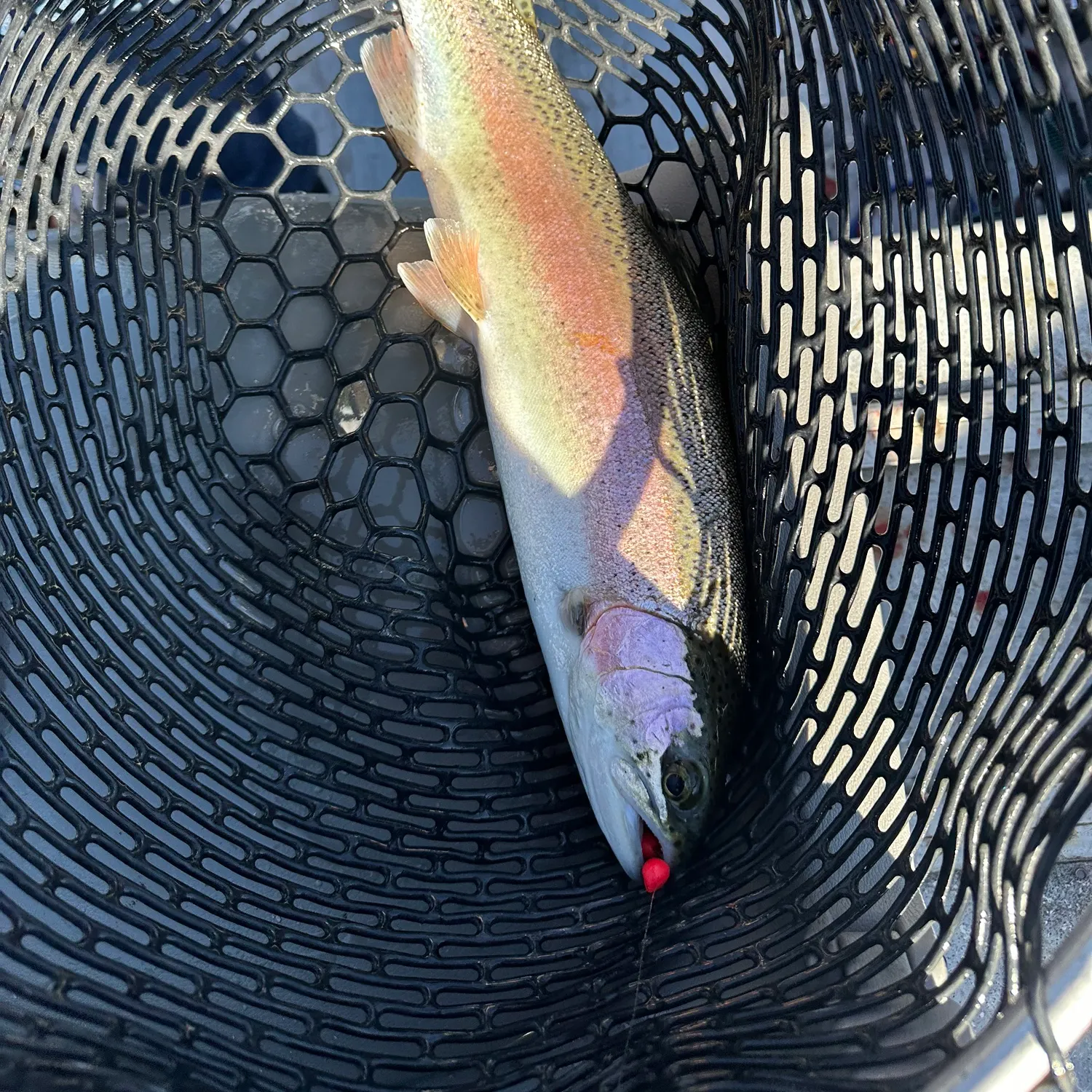 Rainbow trout caught on Fishbrain