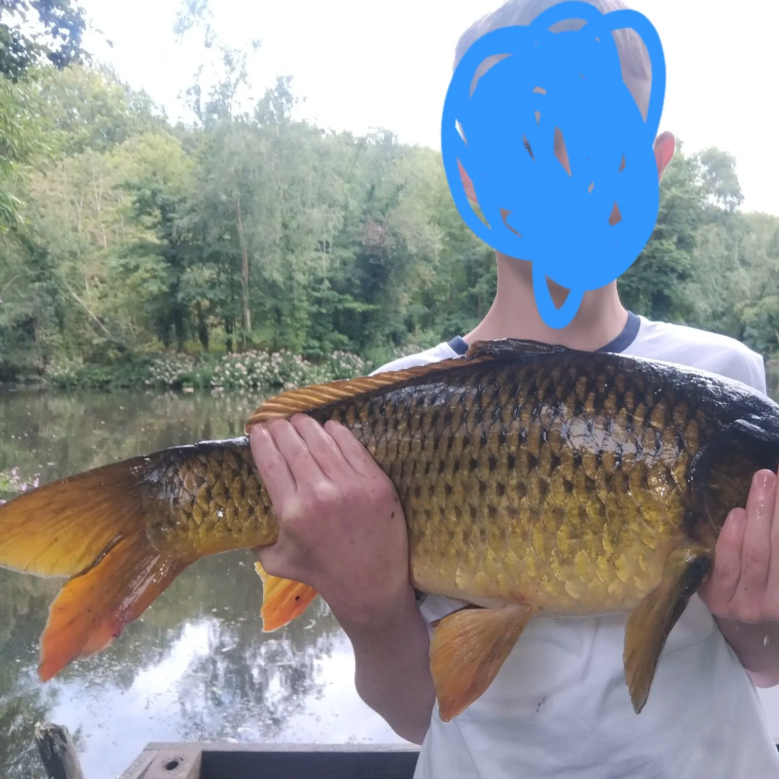 Common carp caught on Fishbrain