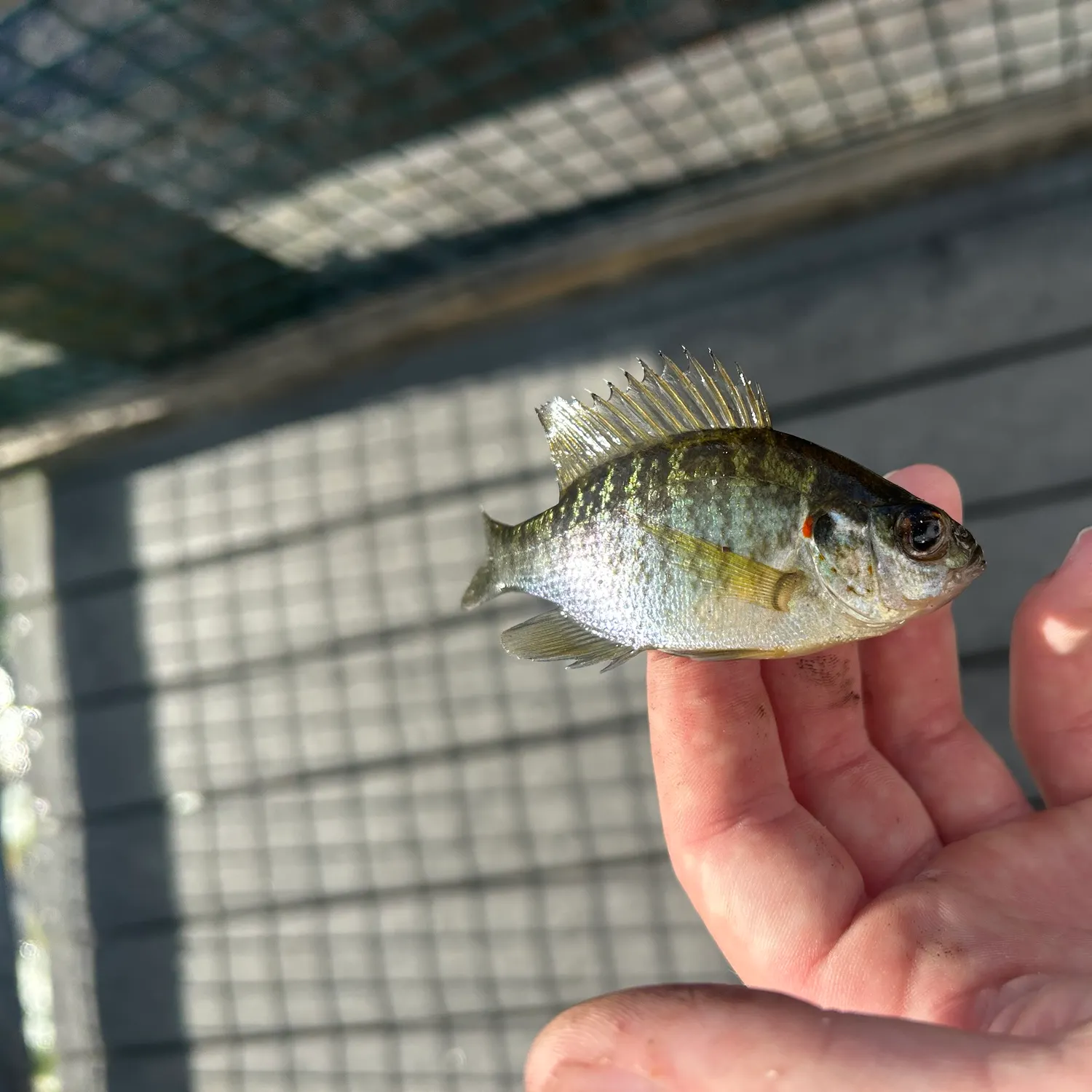Redear sunfish caught on Fishbrain