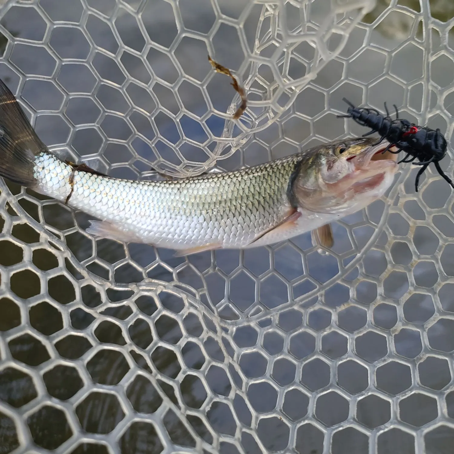 Fallfish caught on Fishbrain