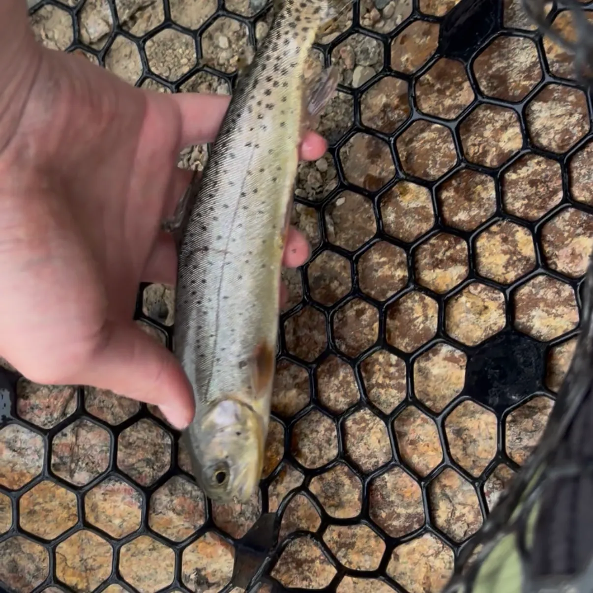 Cutthroat trout caught on Fishbrain