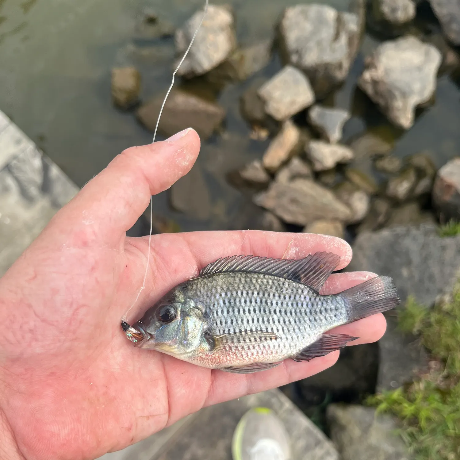 The most recent Redbreast tilapia catches on Fishbrain