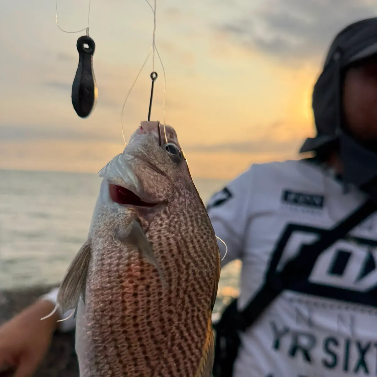 Lane snapper caught on Fishbrain