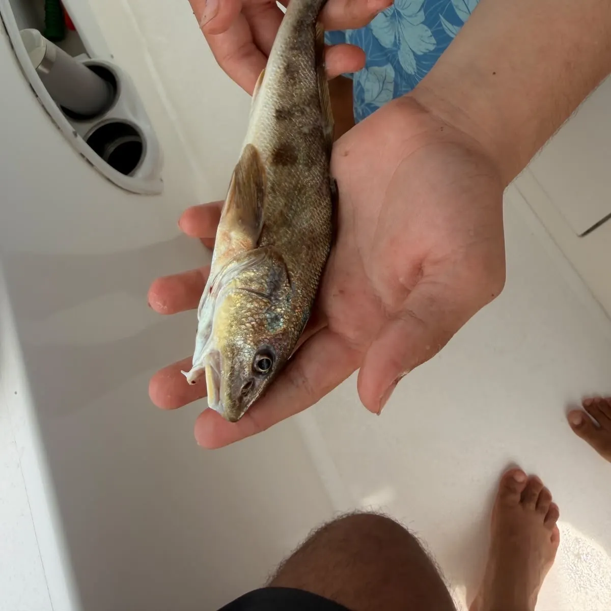 Southern kingcroaker caught on Fishbrain