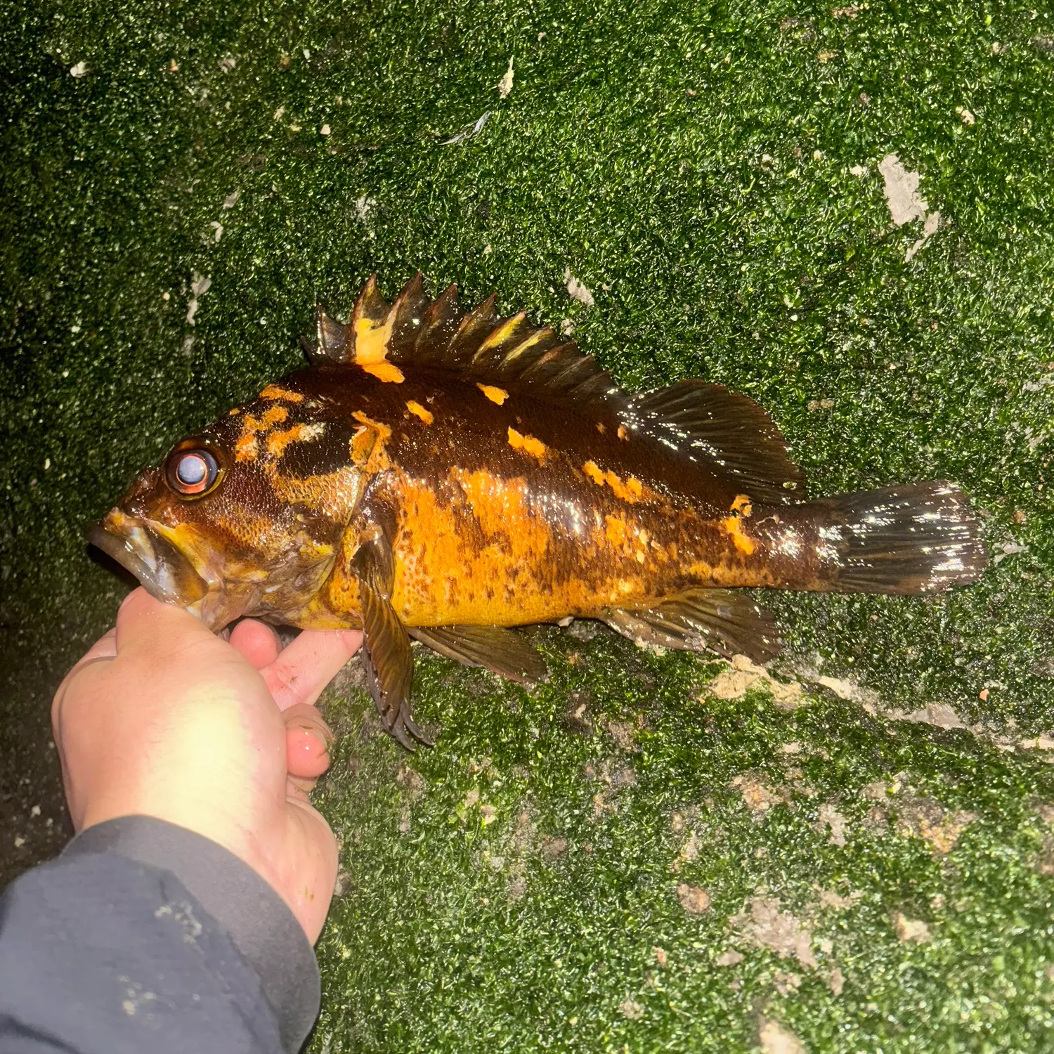 The most popular recent Black and yellow rockfish catch on Fishbrain