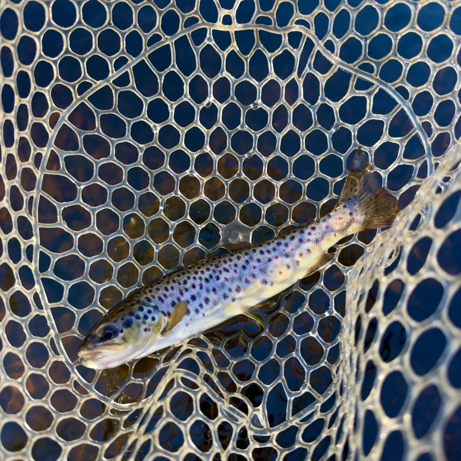 Brown trout caught on Fishbrain