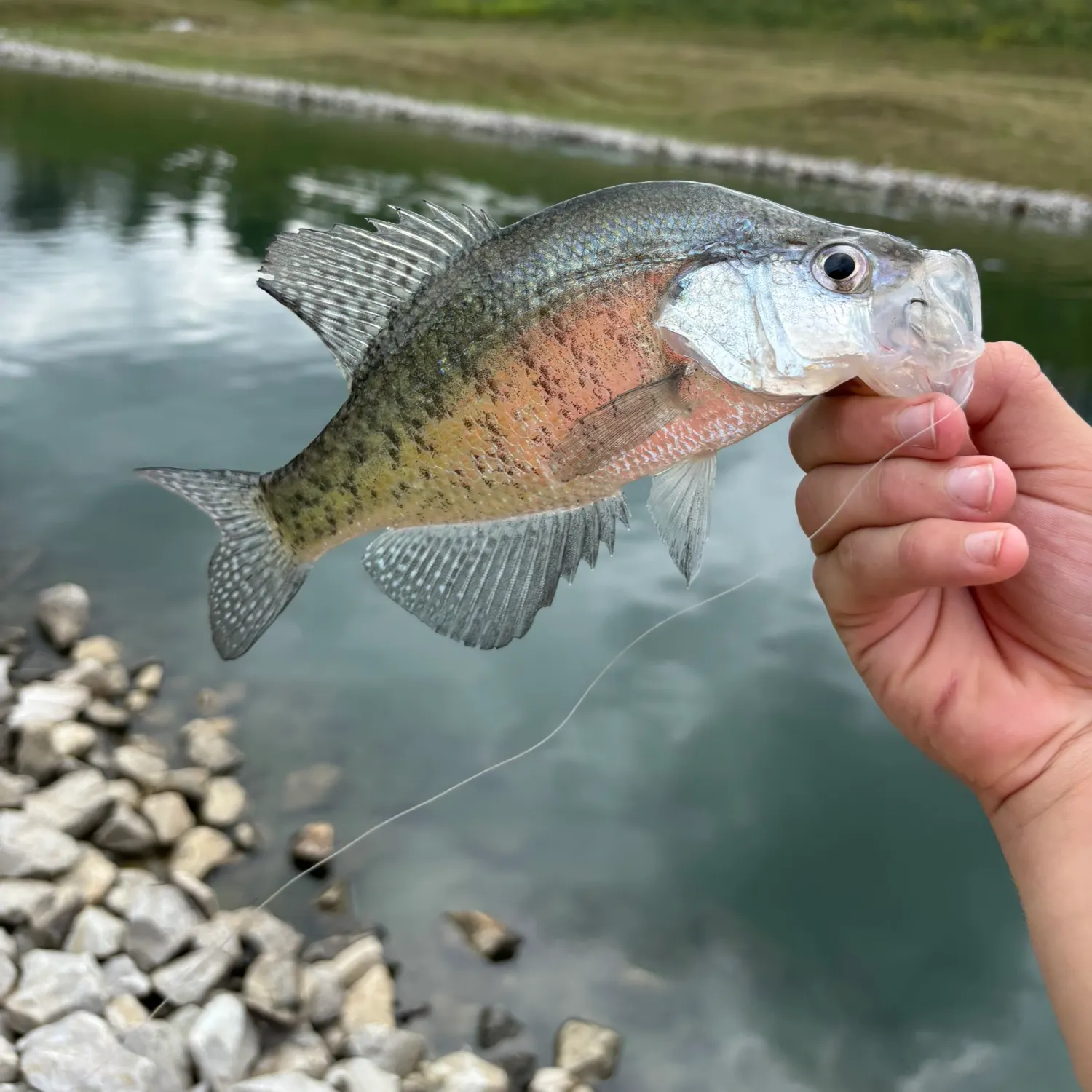 White crappie caught on Fishbrain