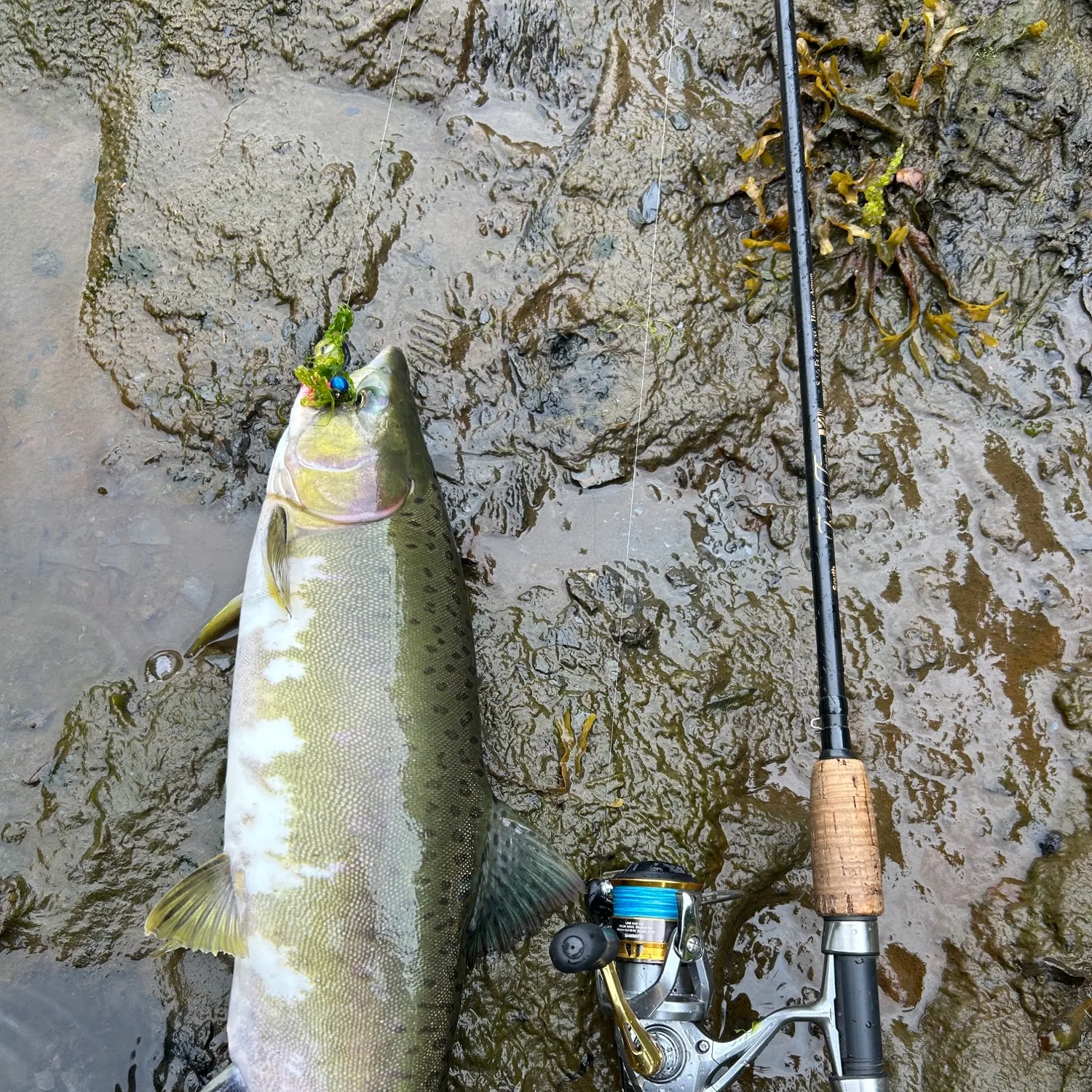 Pink salmon caught on Fishbrain