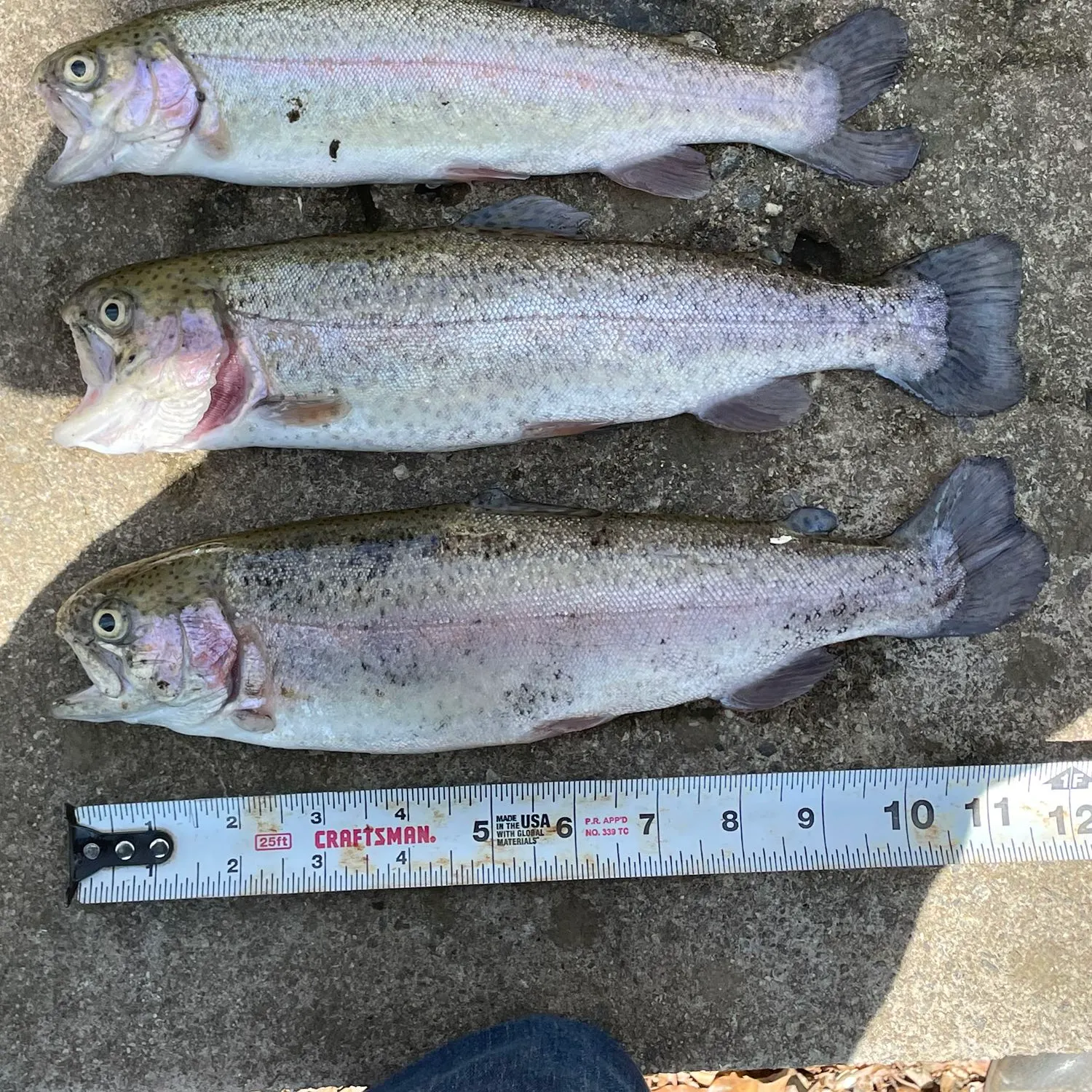 recently logged catches