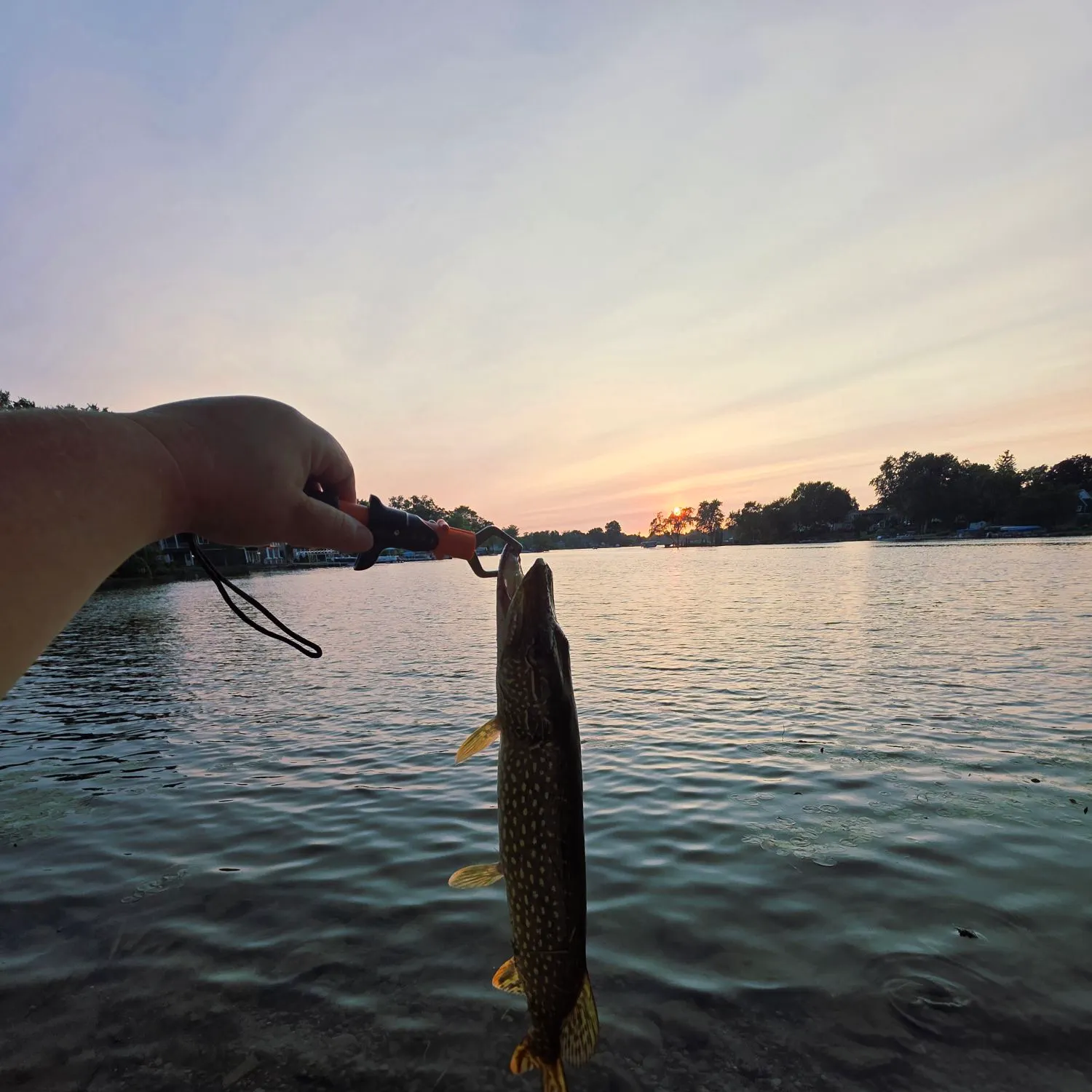 Northern pike caught on Fishbrain