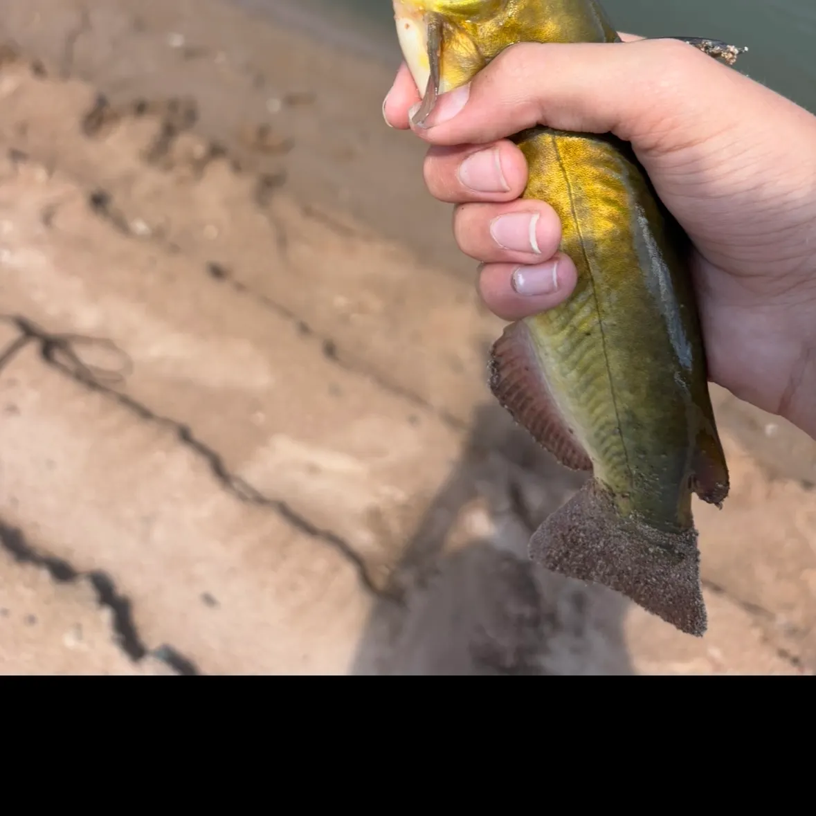 Yellow bullhead caught on Fishbrain