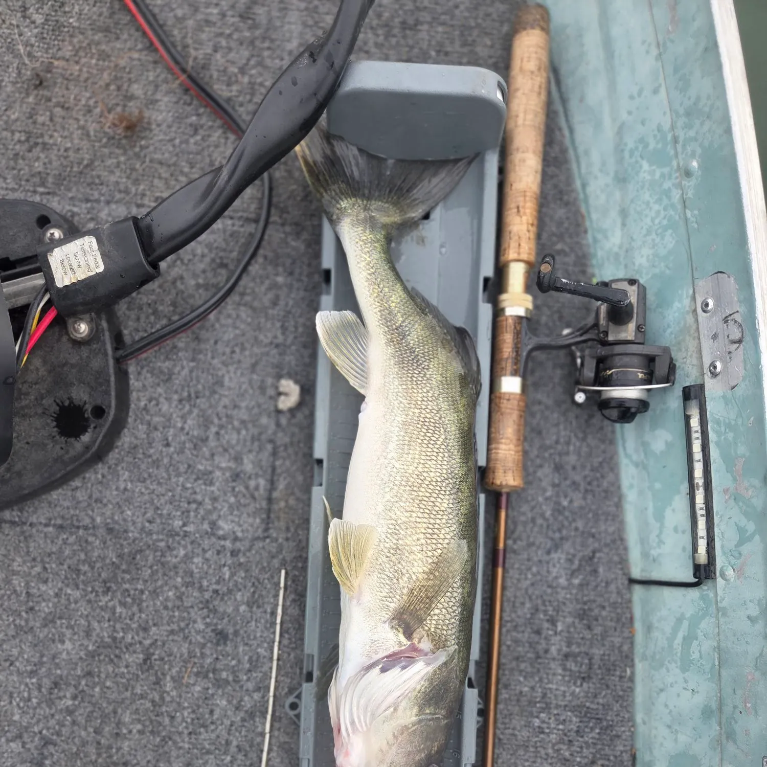 Walleye caught on Fishbrain